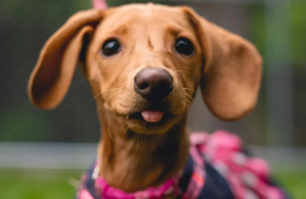 A brown Dachshund resting peacefully, symbolizing the satisfaction of consuming Amity Premium Dog Dry Food Lamb & Rice, which offers premium lamb nutrition without the premium price, manufactured under strict European standards to reduce digestive stress and ensure nutrient integrity.