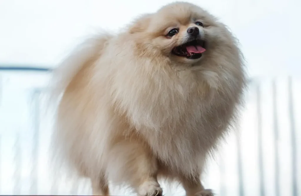 A fluffy Pomeranian dog standing proudly, embodying the long-term wellness and reliable daily nutrition provided by Amity Premium Dog Dry Food Lamb & Rice, designed for gentle yet effective nutrition supporting strong muscles, enhanced digestion, and reinforced immunity.