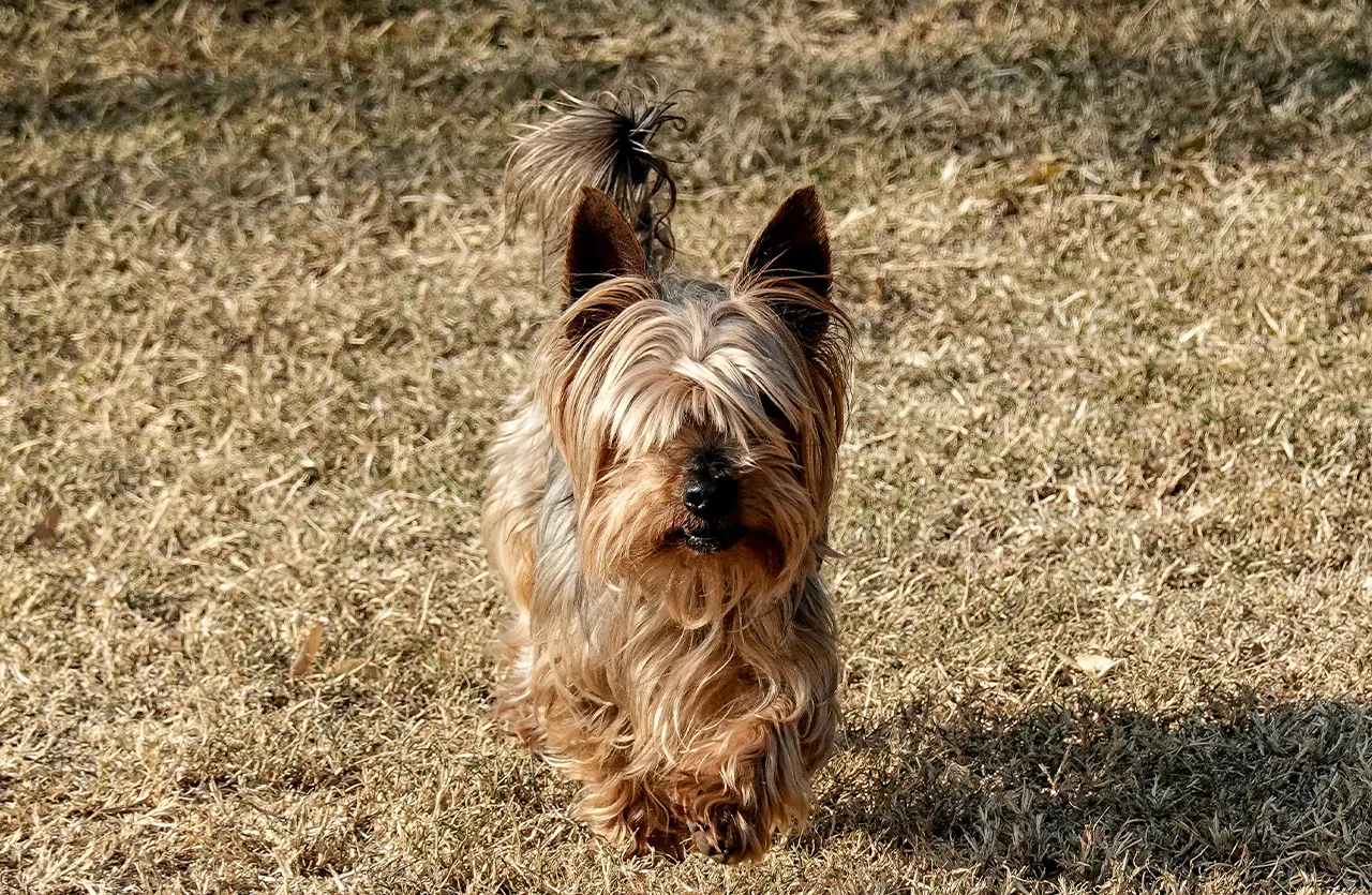 A small Yorkshire Terrier standing in a dry grassy field, representing a dog with sensitive digestion benefiting from Amity Premium Dog Dry Food Lamb & Rice, an optimal and hypoallergenic formula for sensitive stomachs, supporting gut health, coat shine, and immune function.