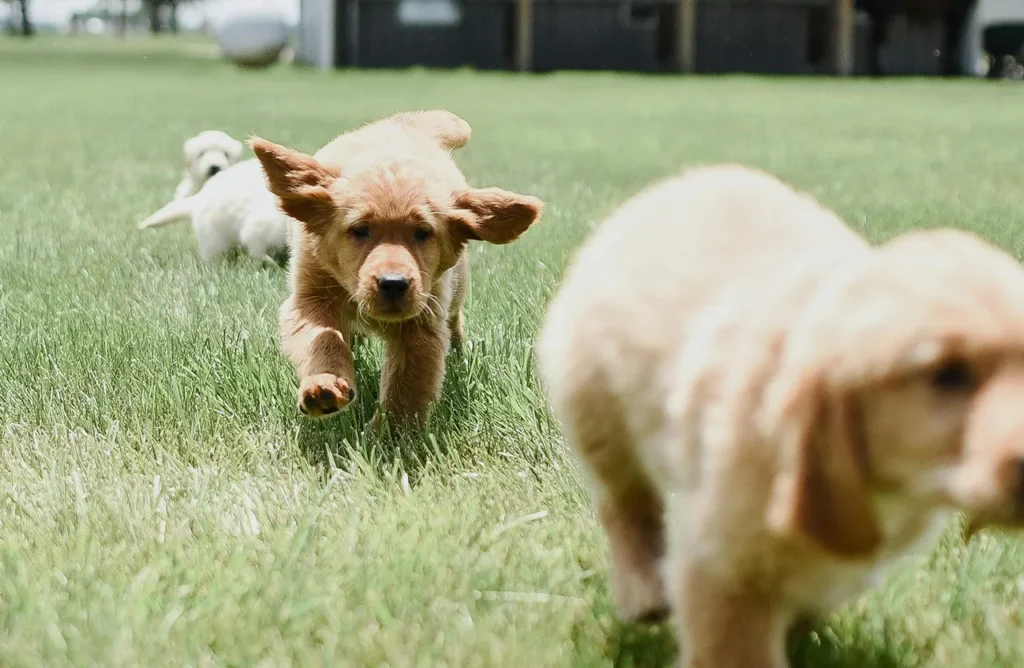 Adorable Golden Retriever puppies playfully running in a grassy field, showcasing the health and energy supported by Amity Premium Dog Dry Food Iberian Pork & Rice, a premium alternative for dogs needing gentle yet powerful nutrition, with Iberian pork providing high-quality, digestible protein for sensitive digestion.