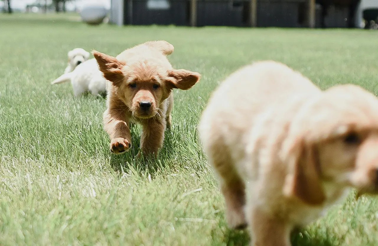 Adorable Golden Retriever puppies playfully running in a grassy field, showcasing the health and energy supported by Amity Premium Dog Dry Food Iberian Pork & Rice, a premium alternative for dogs needing gentle yet powerful nutrition, with Iberian pork providing high-quality, digestible protein for sensitive digestion.