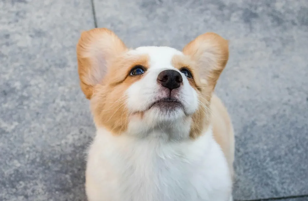 A cute Pembroke Welsh Corgi puppy looking up, representing the premium nutrition without excess fillers that Amity Super Premium Low Grain Puppy Dog Dry Food Chicken provides.