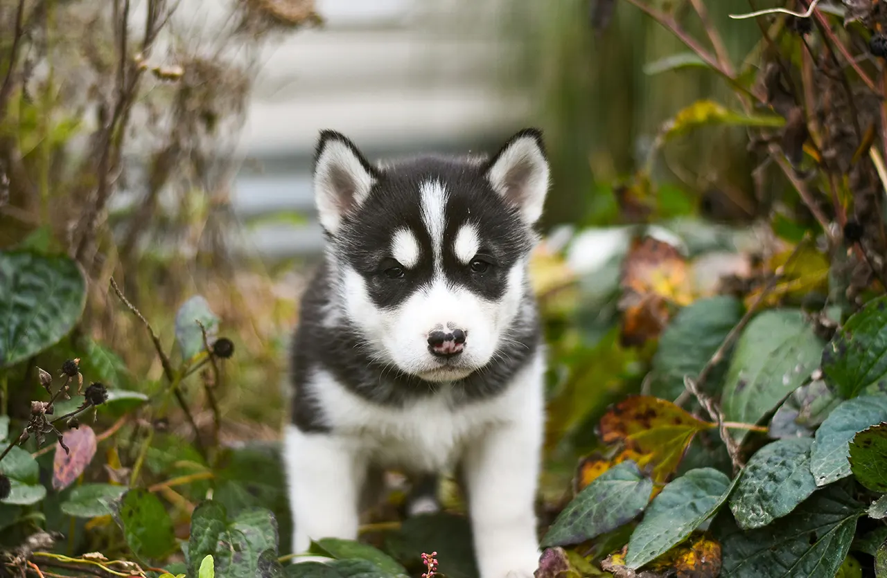 A small Husky puppy being held in hands, symbolizing the optimized nutrition for healthy growth and strong development provided by Amity Super Premium Low Grain Puppy Dog Dry Food Chicken.