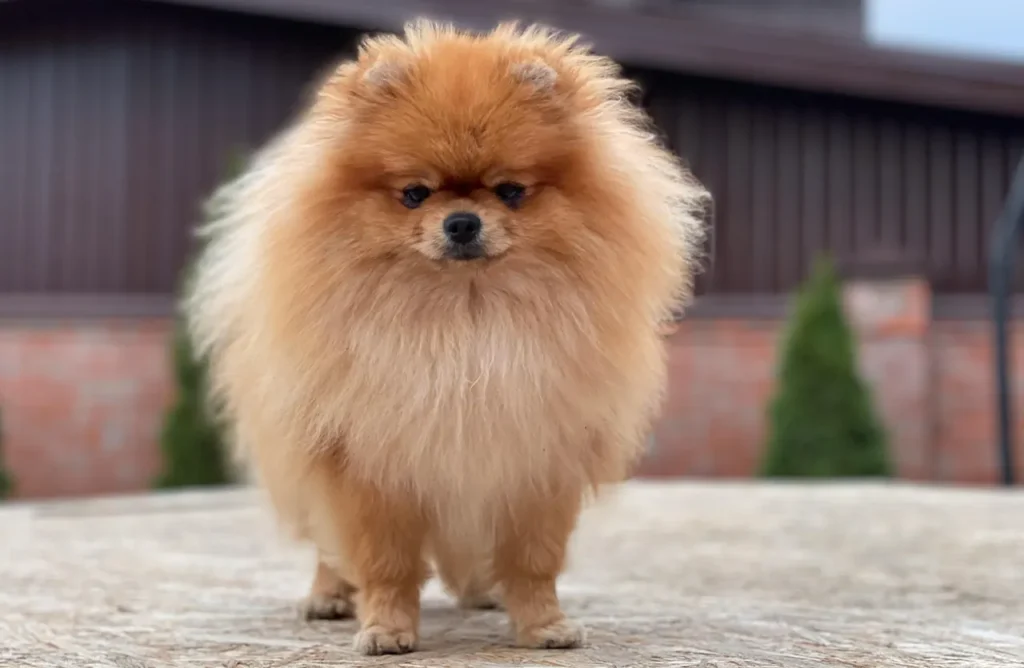 A fluffy orange Pomeranian dog smiling, illustrating how Amity Super Premium Low Grain Puppy Dog Dry Food Chicken is gentle on the stomach and packed with essential nutrients.
