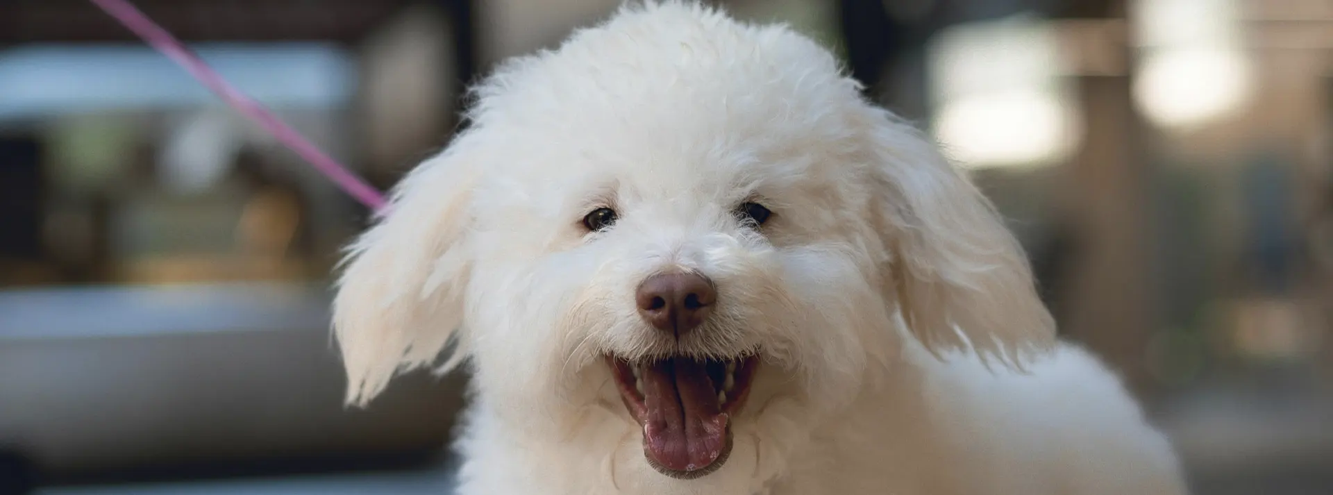 A fluffy white Poodle puppy, representing the high-quality chicken nutrition of Amity Super Premium Low Grain Puppy Dog Dry Food for the best start in life.