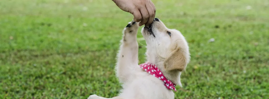 A playful Golden Retriever puppy tugging on a toy, embodying the vigorous growth and development supported by Amity Premium Dog Dry Food Puppy Premium, a high-protein formula with brain-boosting DHA.