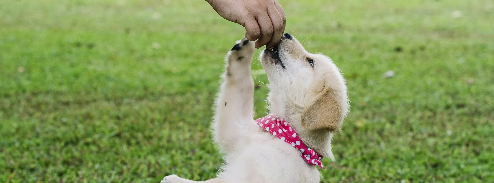 A playful Golden Retriever puppy tugging on a toy, embodying the vigorous growth and development supported by Amity Premium Dog Dry Food Puppy Premium, a high-protein formula with brain-boosting DHA.