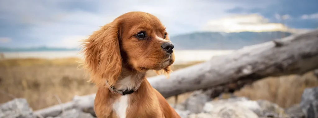 A young Cavalier King Charles Spaniel looking to the side, representing the benefits of Amity Super Premium Low Grain Adult Dog Dry Food Salmon for digestion and mobility.