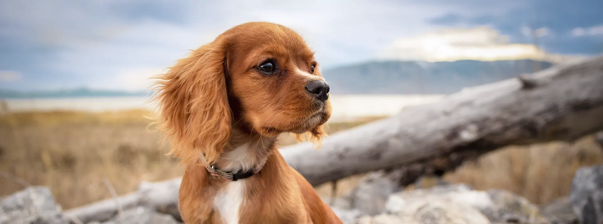 A young Cavalier King Charles Spaniel looking to the side, representing the benefits of Amity Super Premium Low Grain Adult Dog Dry Food Salmon for digestion and mobility.