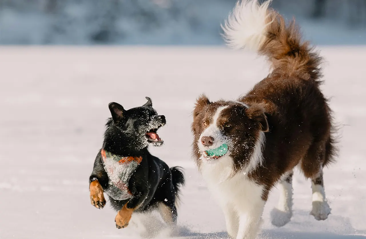 A Border Collie and a smaller black dog playing in the snow, symbolizing the energy, joint strength, and digestive health benefits of Amity Super Premium Low Grain Adult Dog Dry Food Salmon for active dogs.