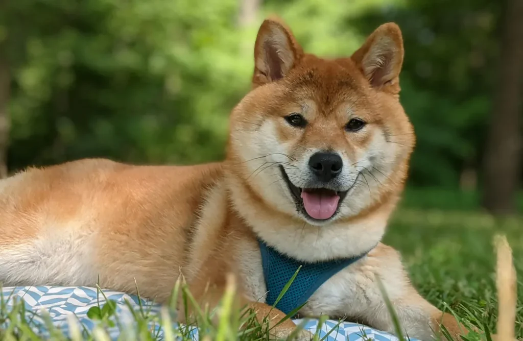 A happy Shiba Inu dog lying on a blanket in the grass, illustrating how Amity Super Premium Low Grain Adult Dog Dry Food Salmon is gentle on the stomach and packed with essential nutrients.