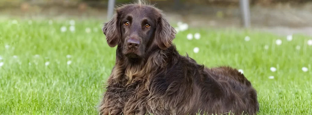 A brown Flat-Coated Retriever lying peacefully on a grassy lawn, symbolizing a senior dog moving and feeling great with Amity Premium Dog Dry Food Senior & Light, a low-fat, joint-supporting formula.