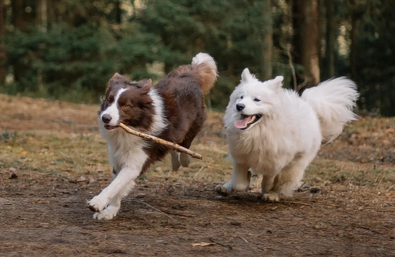 A brown and white Border Collie and a white Samoyed dog playfully running in a forest, representing the balanced nutrition for comfort, strength, and vitality offered by Amity Super Premium Low Grain Adult Dog Dry Food Chicken, which supports muscles, joints, and digestion.