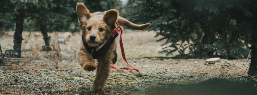 A small, fluffy Labradoodle happily running through tall grass on a leash, illustrating the energy and vitality small dogs gain from HappyOne Small Breed Dry Food's tailored nutrition.