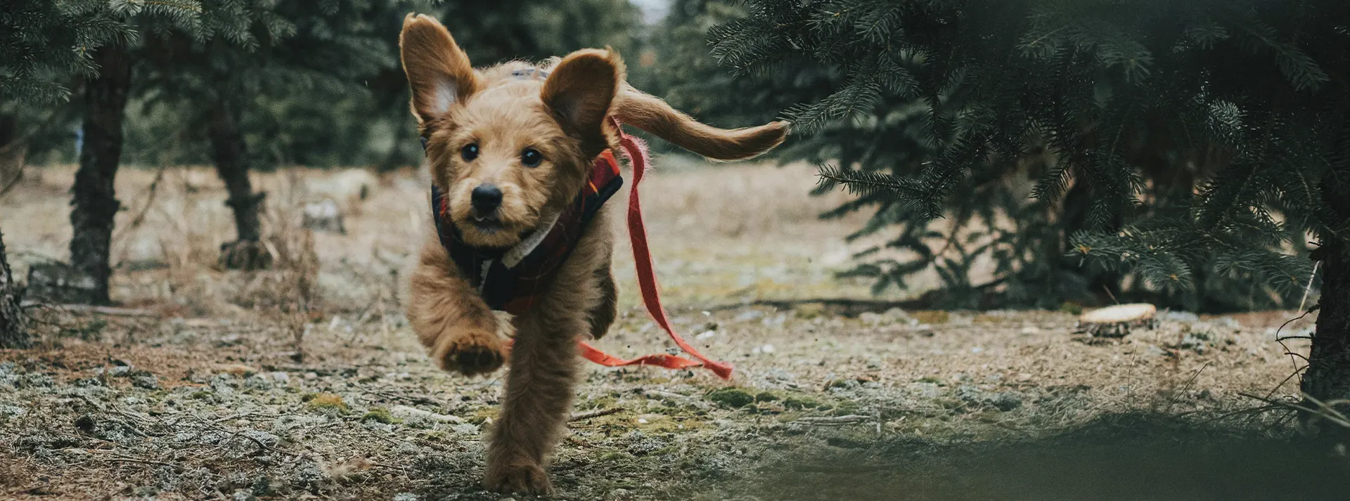 A small, fluffy Labradoodle happily running through tall grass on a leash, illustrating the energy and vitality small dogs gain from HappyOne Small Breed Dry Food's tailored nutrition.