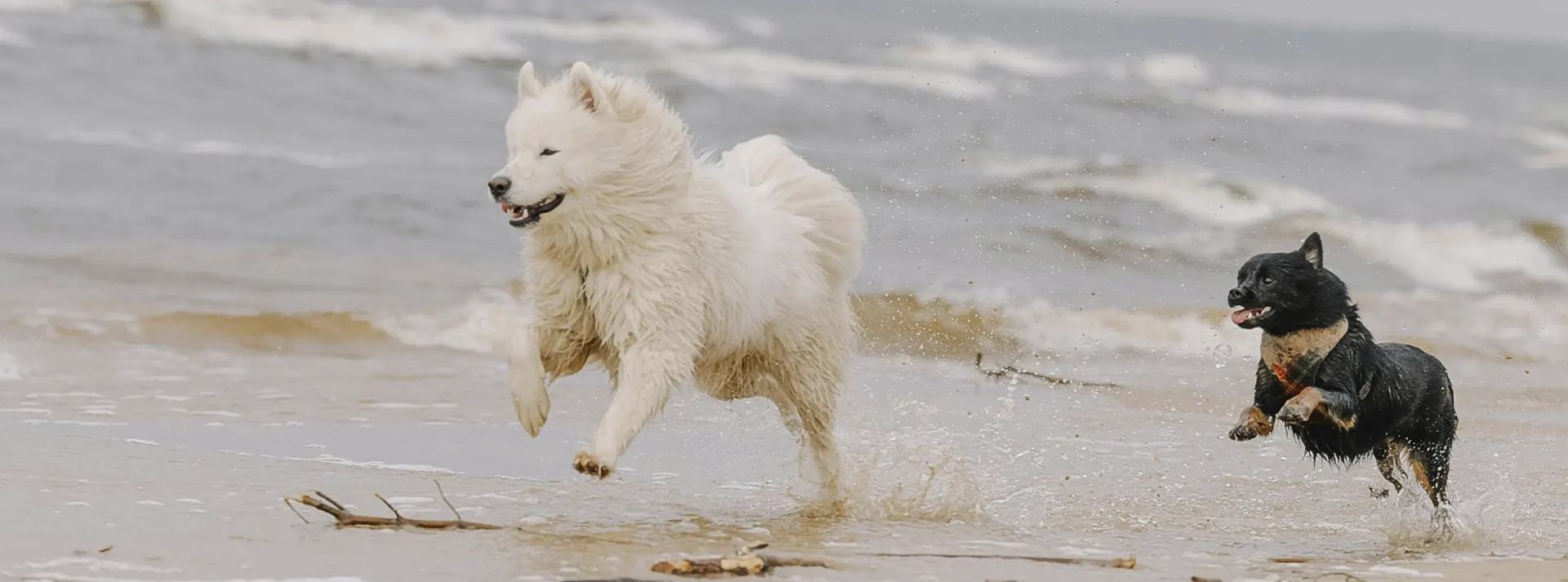 A white Samoyed and a smaller black dog run playfully through shallow water at the beach, embodying the happiness, health, and energy derived from quality everyday dog nutrition.