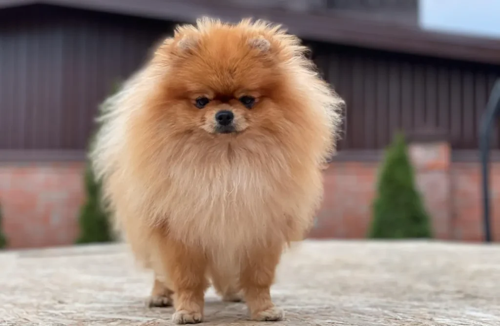 A fluffy orange Pomeranian stands displaying its vibrant, healthy, and glossy coat, a result of the nourishing Omega-3 and Omega-6 fatty acids in Birbo dog food for optimal skin and coat health.