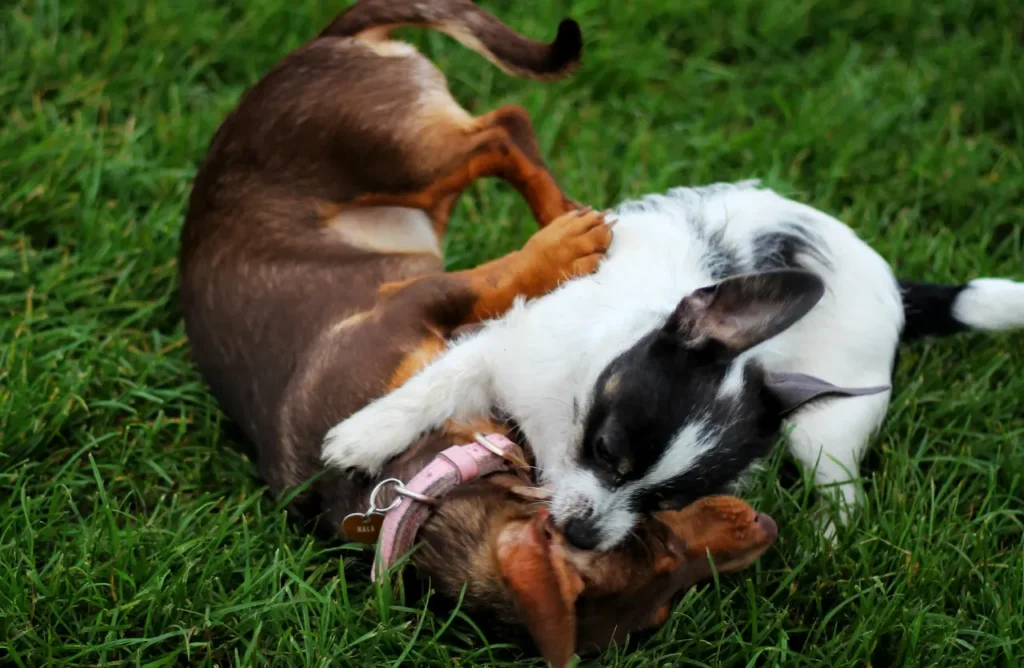Two small dogs, a brown one and a black and white one, playfully tumble on the grass, indicating good health and vitality supported by efficient digestion and reduced stool odor due to ingredients like Yucca Schidigera extract in Birbo dog food.