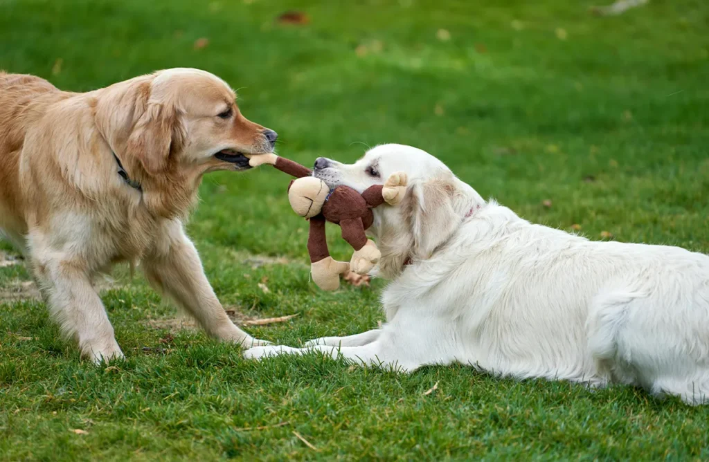 Two Golden Retrievers engage in a playful tug-of-war with a toy on lush green grass, showcasing the lean muscle and strength supported by Birbo's high-protein dog food formula.