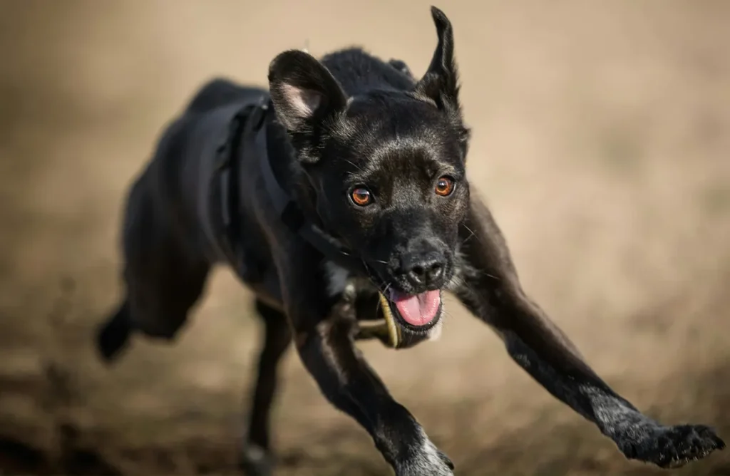 A sleek black dog with a harness gallops energetically towards the camera, illustrating how Birbo dog food helps dogs thrive with strength and vitality every day thanks to essential nutrients.