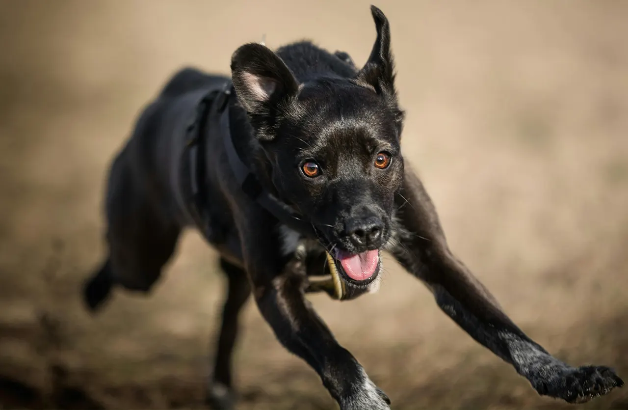 A sleek black dog with a harness gallops energetically towards the camera, illustrating how Birbo dog food helps dogs thrive with strength and vitality every day thanks to essential nutrients.
