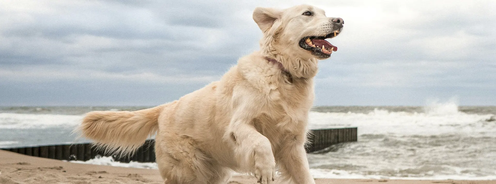 A happy Golden Retriever stands on a sandy beach with crashing waves in the background, embodying the strength and endurance fueled by Campeao Adult Dog High Energy Dry Food.