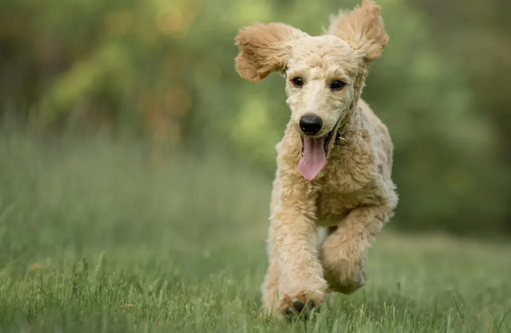 A golden Goldendoodle with floppy ears runs happily through green grass, showcasing the healthy muscle strength and active lifestyle supported by Campeao High Energy Dog Food.