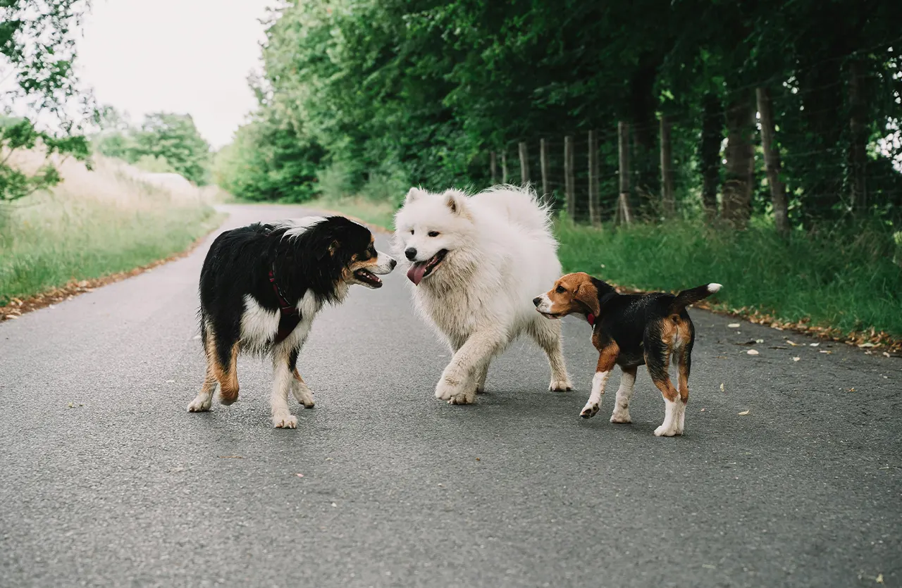Three dogs of different breeds (a large black and white dog, a fluffy white Samoyed, and a smaller brown and black dog) standing on an asphalt road, illustrating the varied needs for power and stamina met by Campeao High Energy Dog Food.