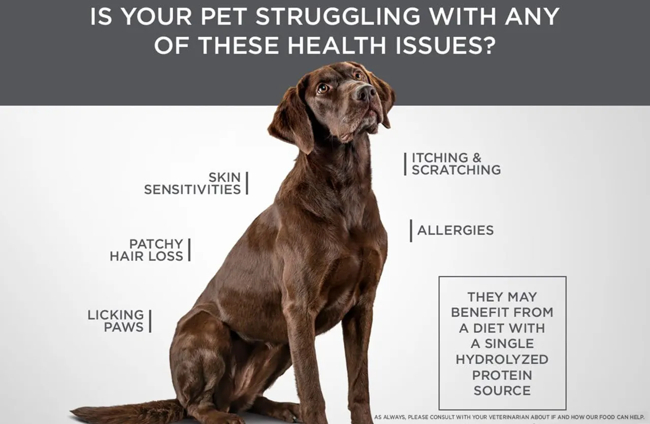 A brown Labrador Retriever sitting with text highlighting "Skin Sensitivities," "Itching & Scratching," "Allergies," and the benefits of a single hydrolyzed protein source.