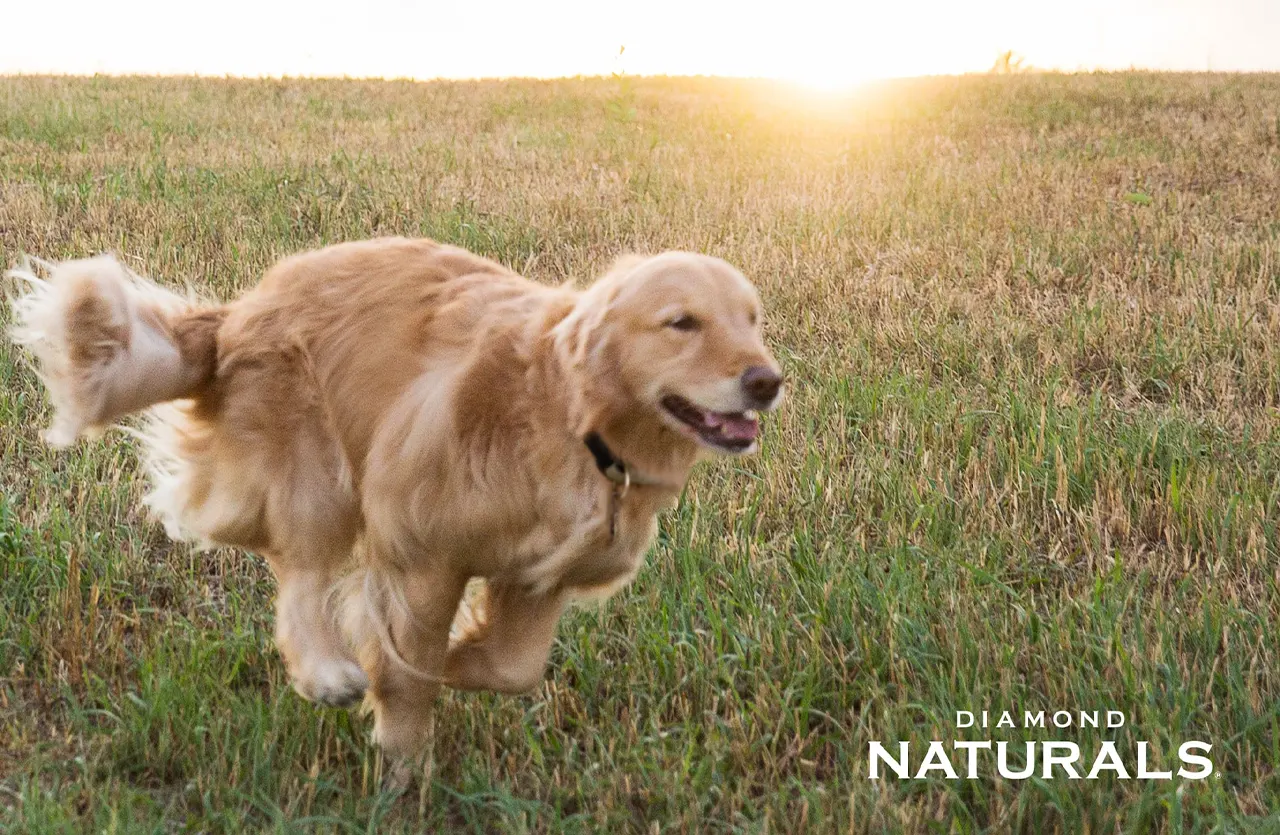Golden Retriever running through a sunny field, suggesting the energy and health supported by Diamond Naturals for dogs of all life stages.