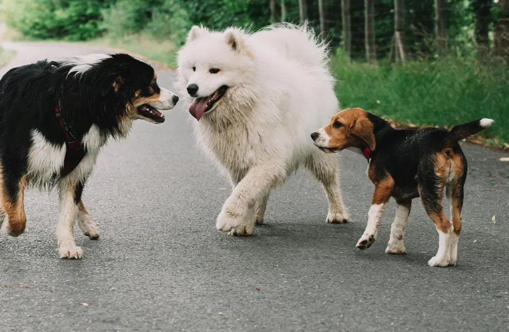 Three dogs of different breeds (Border Collie mix, Samoyed, and Beagle mix) interacting on a road, suggesting the energy and vitality supported by a digestible grain-free formula.