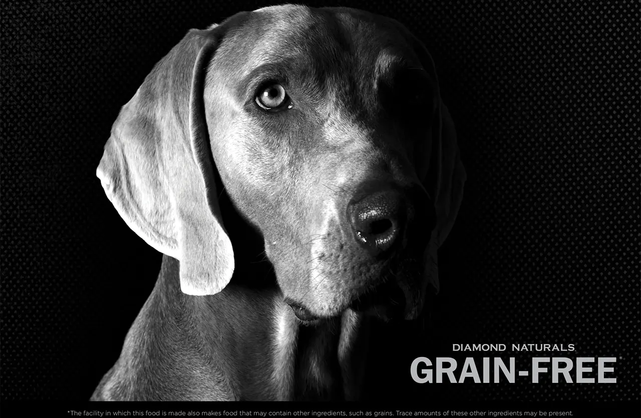 Close-up portrait of a Weimaraner, emphasizing the focused and healthy appearance often associated with grain-free diets.