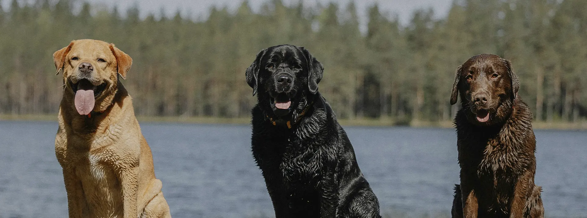 Three Labrador Retrievers (yellow, black, and chocolate) sitting near a lake, suggesting the vitality and health supported by a premium grain-free diet.