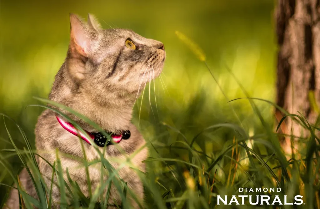 Tabby cat with a collar sitting in tall grass, suggesting the healthy growth supported by Diamond Naturals Kitten formula.