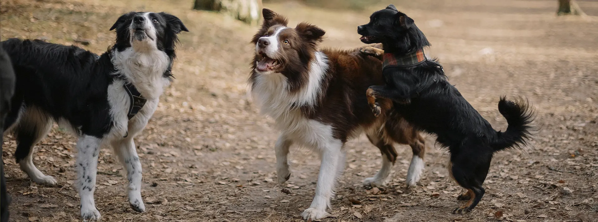 A Border Collie looking attentively with its head tilted slightly, representing a dog enjoying a balanced and satisfying meal that supports healthy weight management from Euro Premium Adult Light Chicken & Rice.