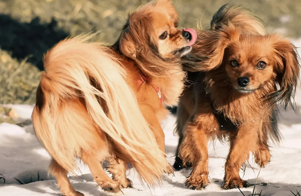 A Pomeranian with a glossy, healthy coat, showcasing the benefits of Euro Premium Adult Light Chicken & Rice for strong joints, healthy skin, and a shiny coat due to balanced Omega fatty acids, collagen, and glucosamine.