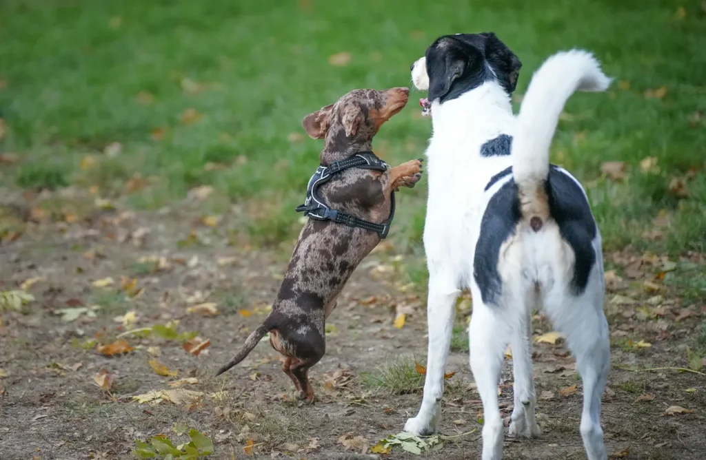 A small, mottled dachshund on its hind legs interacting with a larger black and white dog, illustrating the importance of joint support for active large breeds.