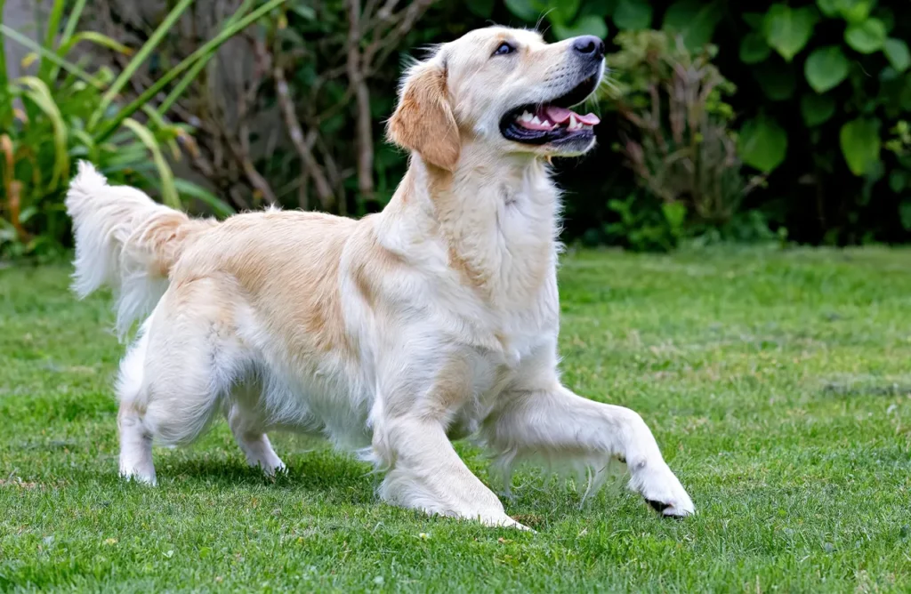 A happy golden retriever running on green grass, depicting healthy skin, a shiny coat, and strong muscles achieved with Euro Premium Large Adult Lamb & Rice.