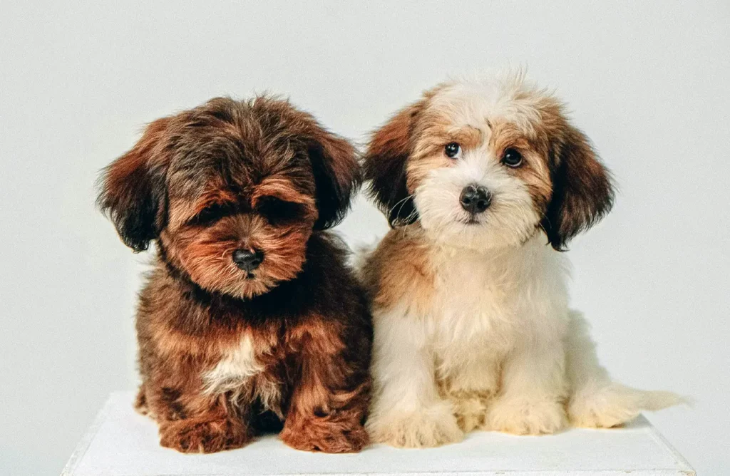Two fluffy puppies, one brown and one white and brown, sitting together, representing healthy gut support and efficient nutrient absorption in growing puppies.