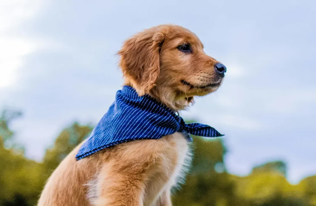 A golden retriever puppy looking attentively to the side, representing enhanced cognitive function through DHA and EPA in its diet.