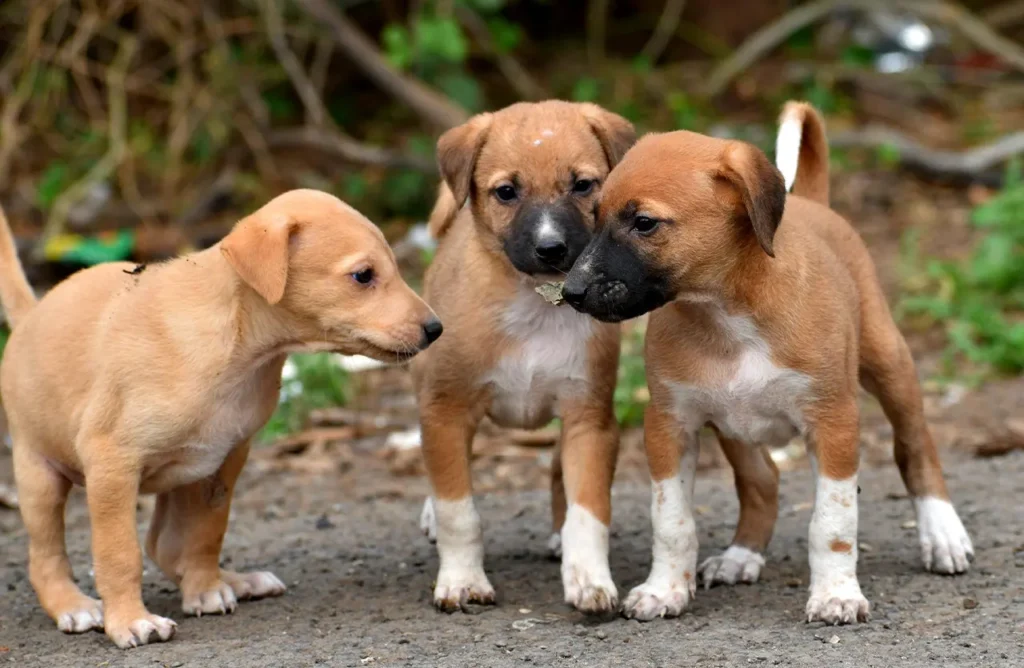 Three brown puppies interacting, highlighting the benefits of balanced Omega fatty acids, collagen, and glucosamine for joint health, skin, and coat.