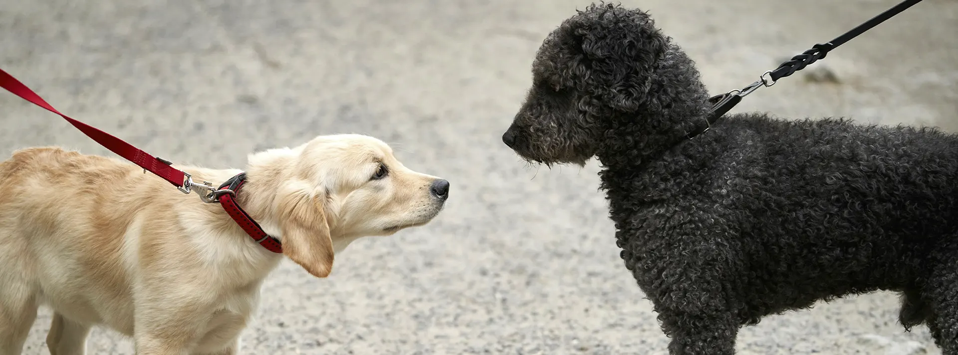 Two puppies, a golden retriever and a black poodle, facing each other, representing healthy growth supported by high-quality lamb nutrition.