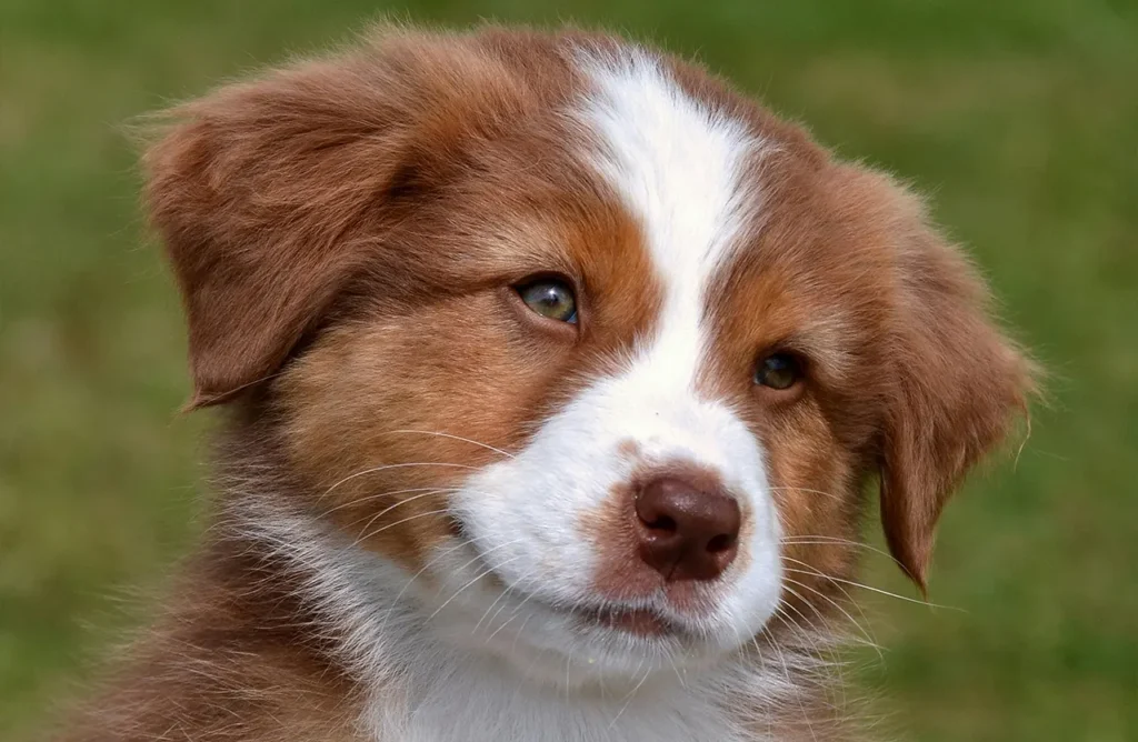 Close-up of Euro Premium kibble, perfectly sized for small dog breeds.