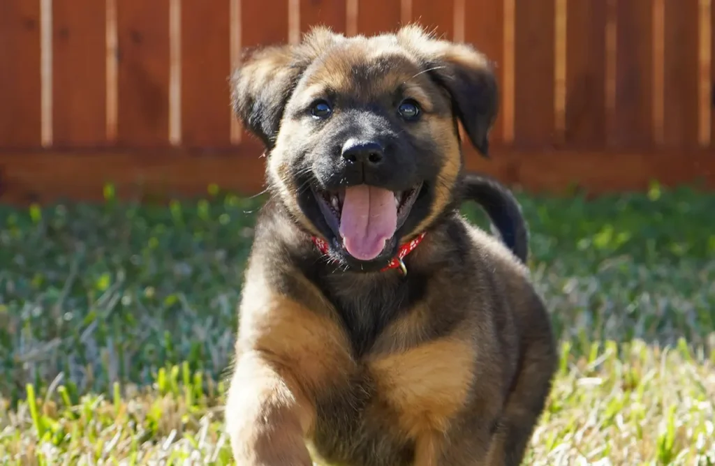 A close-up side profile of a small German Shepherd puppy with bright, curious eyes, signifying healthy digestion and efficient nutrient absorption from HappyOne Small Breed Dry Food's specialized formula with natural fibers and probiotics.