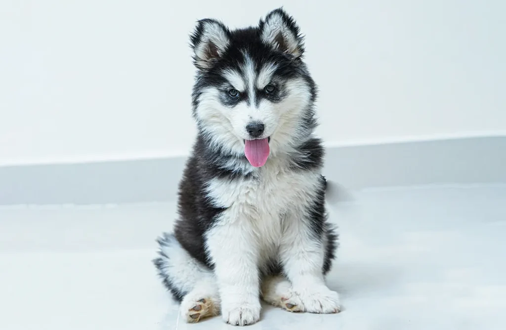 A small, playful Siberian Husky puppy looking directly at the camera, conveying health and happiness, supported by HappyOne Small Breed Dry Food's BioComplex blend for immunity, digestion, and oral health.