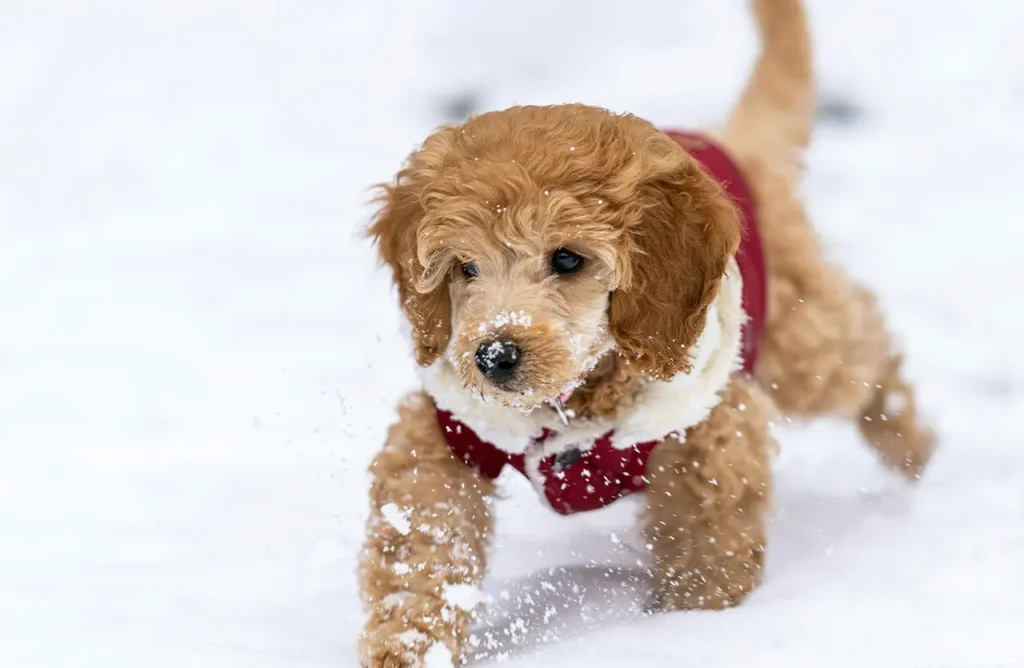 A small Poodle-mix dog enthusiastically jumping and looking upwards, symbolizing the active lifestyle and strong muscles maintained by the protein-rich formula of HappyOne Small Breed Dry Food.