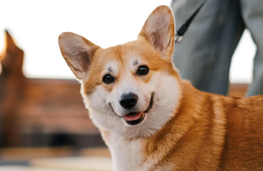 A fluffy, light brown and white Pembroke Welsh Corgi with perked ears and a happy expression. This image highlights the benefits of healthy skin, a glossy coat, and strong joints, supported by Euro Premium Adult DIGESTION+ Fresh Duck.