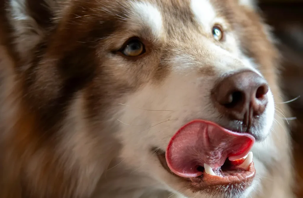 A close-up of a brown and white Siberian Husky's face. This image represents the benefits of hypoallergenic duck for easy digestion and optimal absorption, a core feature of Euro Premium Adult DIGESTION+ Fresh Duck.