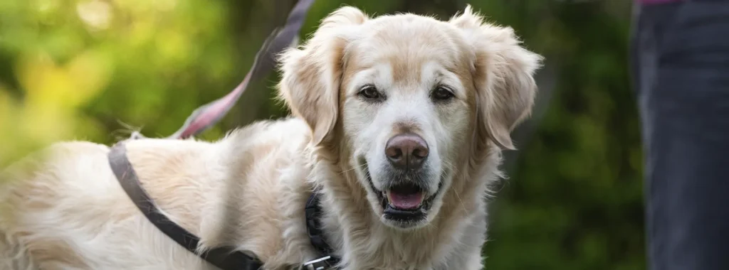 A golden retriever with a harness looking directly at the camera, conveying a sense of vitality and strength fueled by chicken protein.
