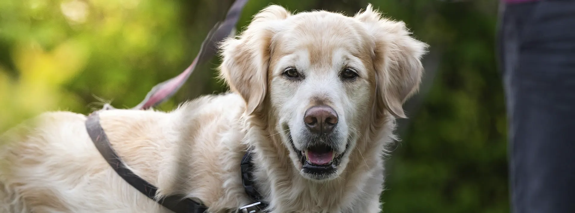 A golden retriever with a harness looking directly at the camera, conveying a sense of vitality and strength.